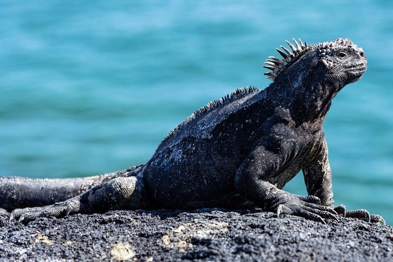 galapagos1