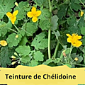 25 CHELIDOINE(3)Teinture de Chélidoine