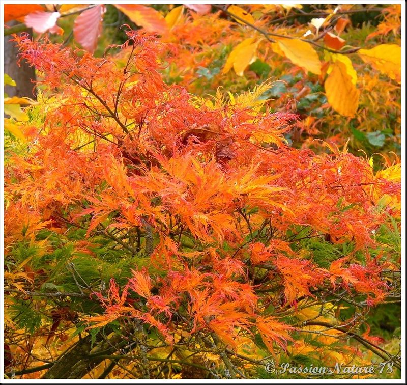 La forêt aux couleurs d'automne (11)