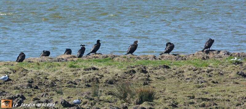 4708-Grands-cormorans