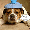 chien fatigué