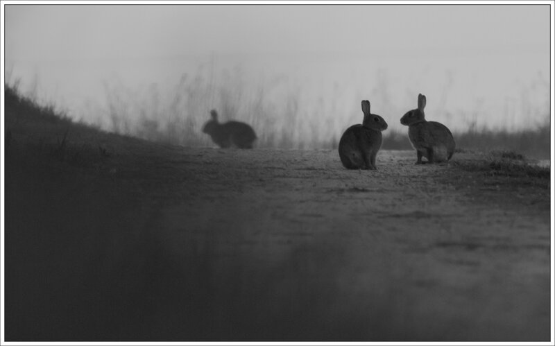 plaine lapins 1 matin 100415 nb
