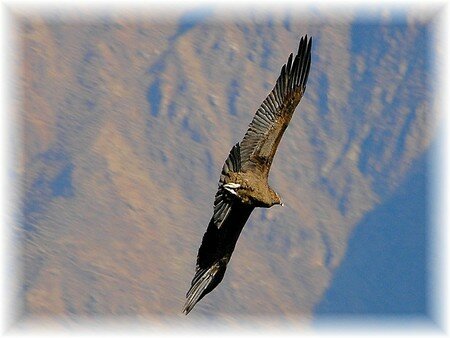condor