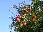 pommier_GP