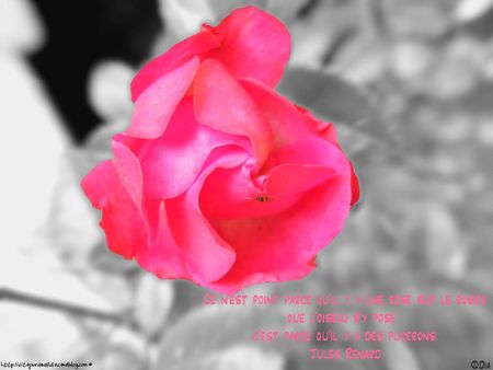 rose