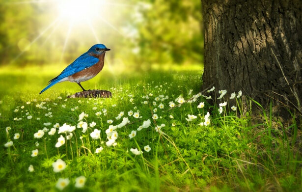 bird-bluebird-bird-png-nature