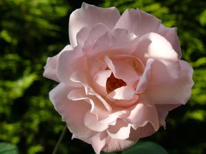 Pétales de rose cristallisés - La recette avec photos - Meilleur