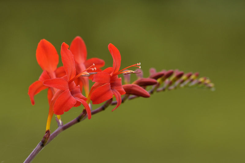 _DSC0127_A_identifier