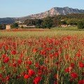 Provence_Montagne_Sainte_Victoire1