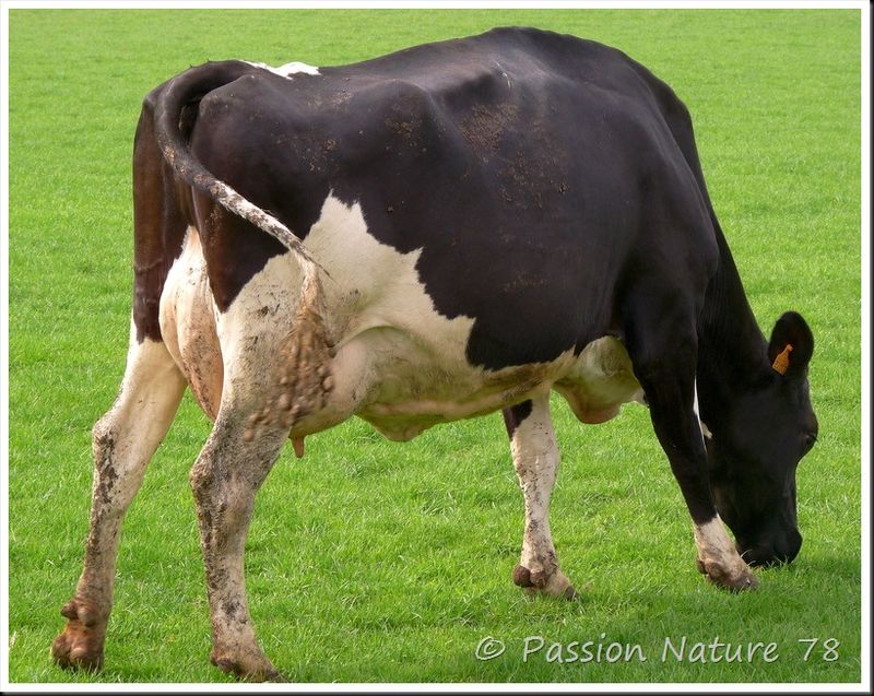 La vache Prim'Holstein (12)