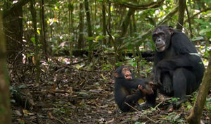 chimpanz_s7