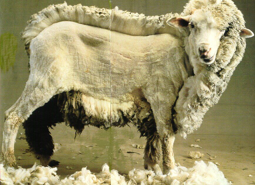 Laine de mouton - l'art de faire du tricot, une attitude
