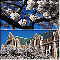 Cherry blossom Seattle 4
