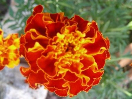 Fleur Doeillet Dinde Rouge Et Orangé Photo De Les Fleurs