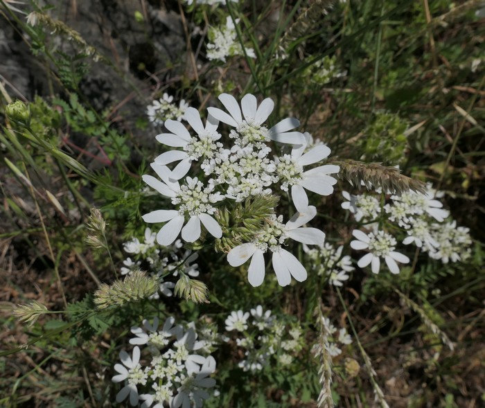 Caucalis à grande fleur Orlaya grandiflora