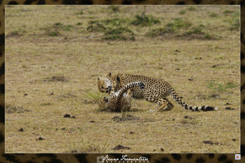 Guepard 6b