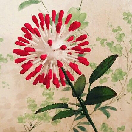fleurscotontiges01