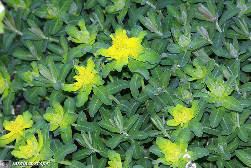 Euphorbe polychrome • Euphorbia polychroma