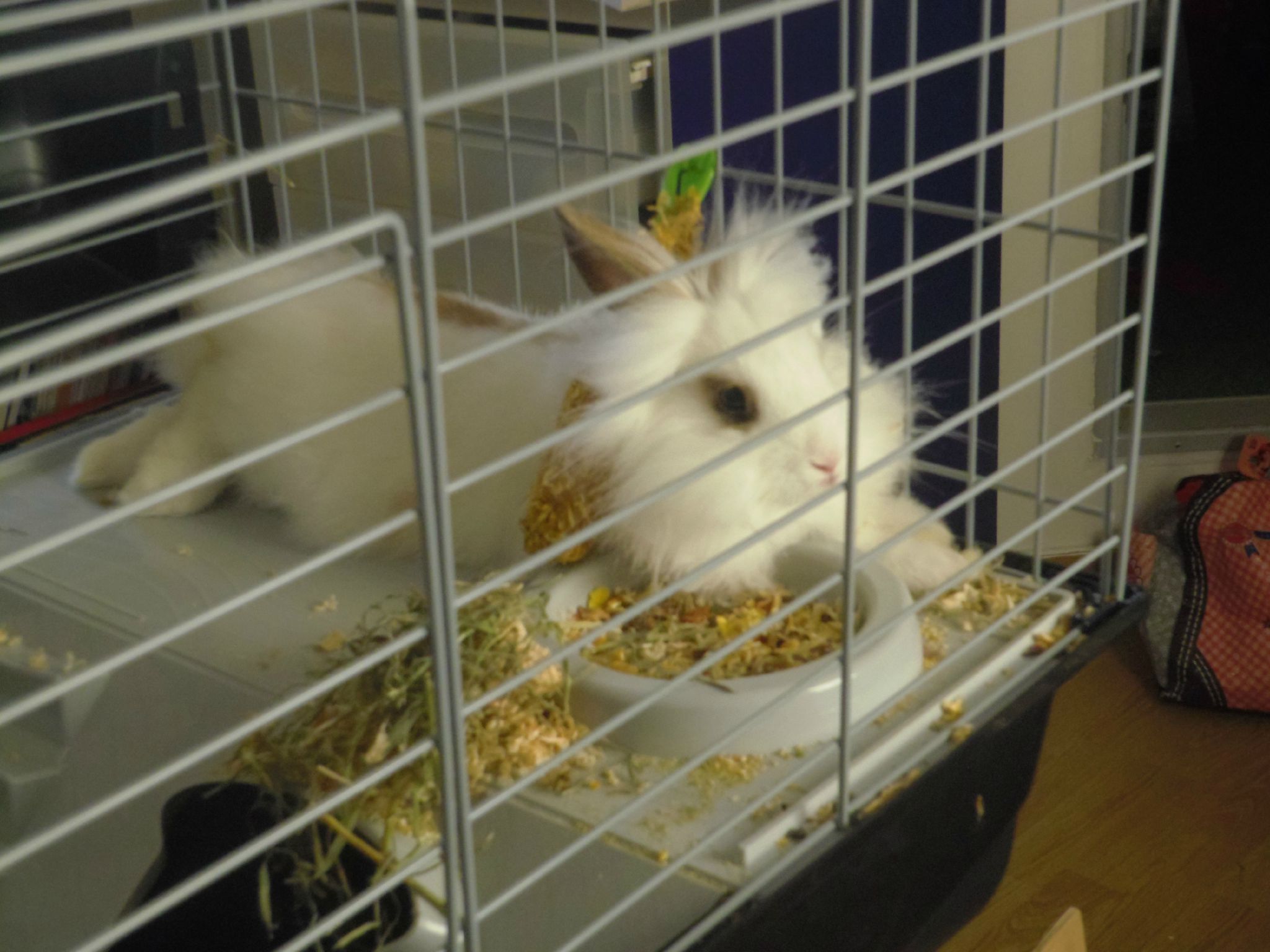 Combien De Temps Peut On Laisser Un Lapin Seul Comment éduquer un bebe lapin ? - Rongeur Compagnie
