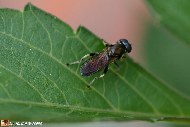 Une Guepe Solitaire Dite Potiere Le Jardinoscope Toute La Vie Animale De Nos Parcs Et Jardins Une Guepe Solitaire Dite Potiere Le Jardinoscope Toute La Vie Animale De Nos Parcs Et Jardins