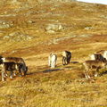 17-10-08 Sortie Montagne et rennes (130)
