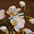 Délicate blancheur de l'Orchidée