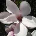 magnolia