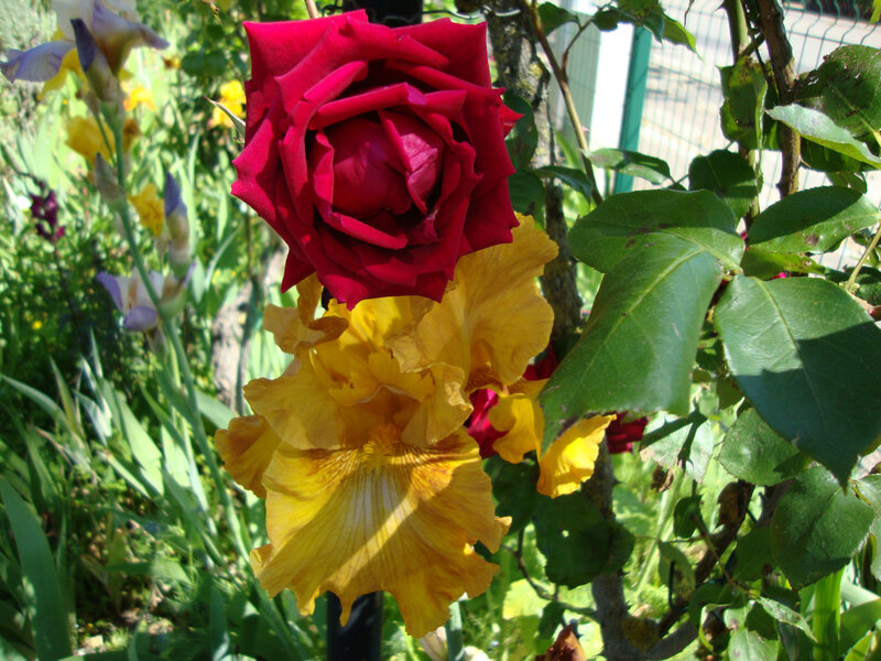 DSC06407