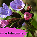 33 PULMONAIRE(4)Beignets de Pumonaire
