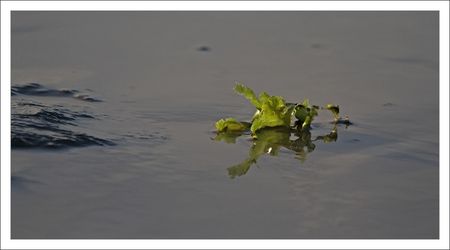 Aiguillon_algue_verte_3_170110