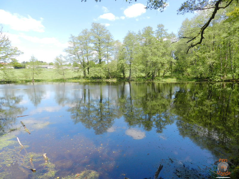 La forêt des Vaseix