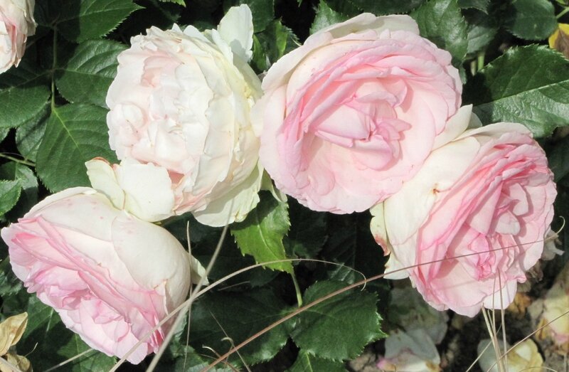 rose Pierre de Ronsard-Meilland