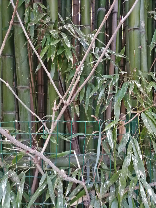 Oiseax étourneaux fientes bambous 110222