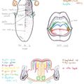 Muscles du cou - Schémas d'anatomie kiné