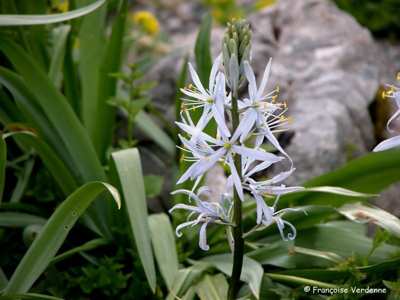 Asphodèle blanc (Asphodélus albus) - Allée fleurie