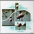 Pairi daiza 2014 - flamants roses du chili suite