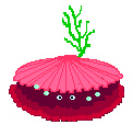 coquillage-rose coquillage-rose