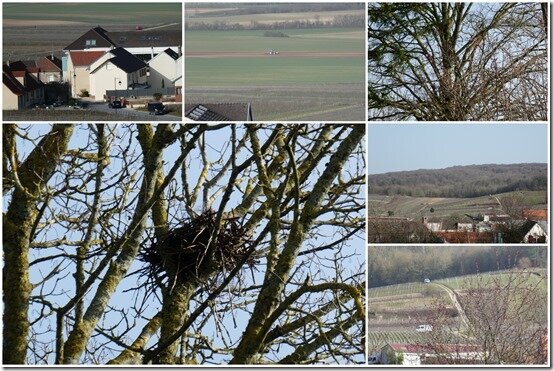 vignes 24 février 20212