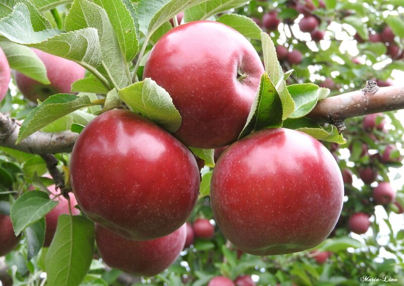 belles pommes de Maria-lina106573989
