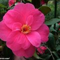 Camellia Japonica 'Gulio nuccio'