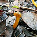 leotia-l-9