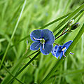 flore sauvage