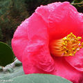 Camellia japonica 'Magali'