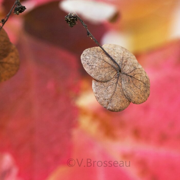 hortensia-automne-15-08