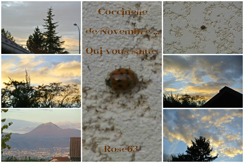 La petite coccinelle court sur ma façade Rose63 et nous sommes en novembre 2018