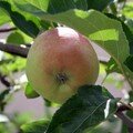 Pomme rougissante
