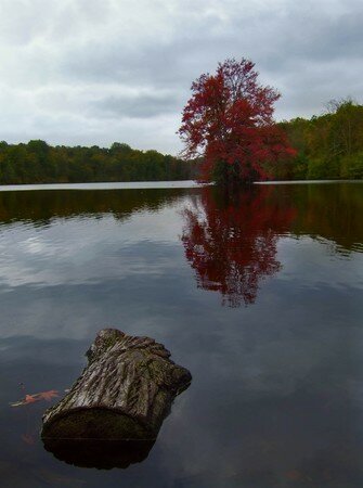 Arbre_rouge