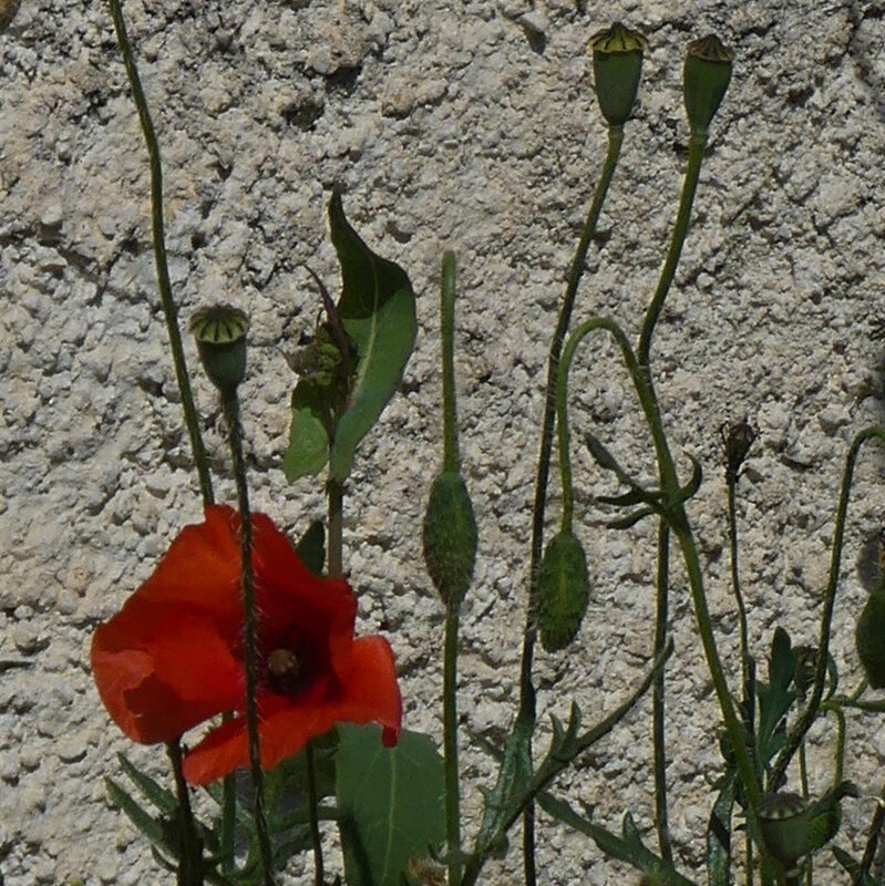 P1120211 (3)