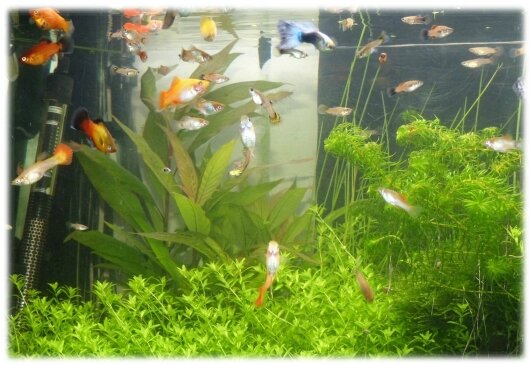 aquachange (4)