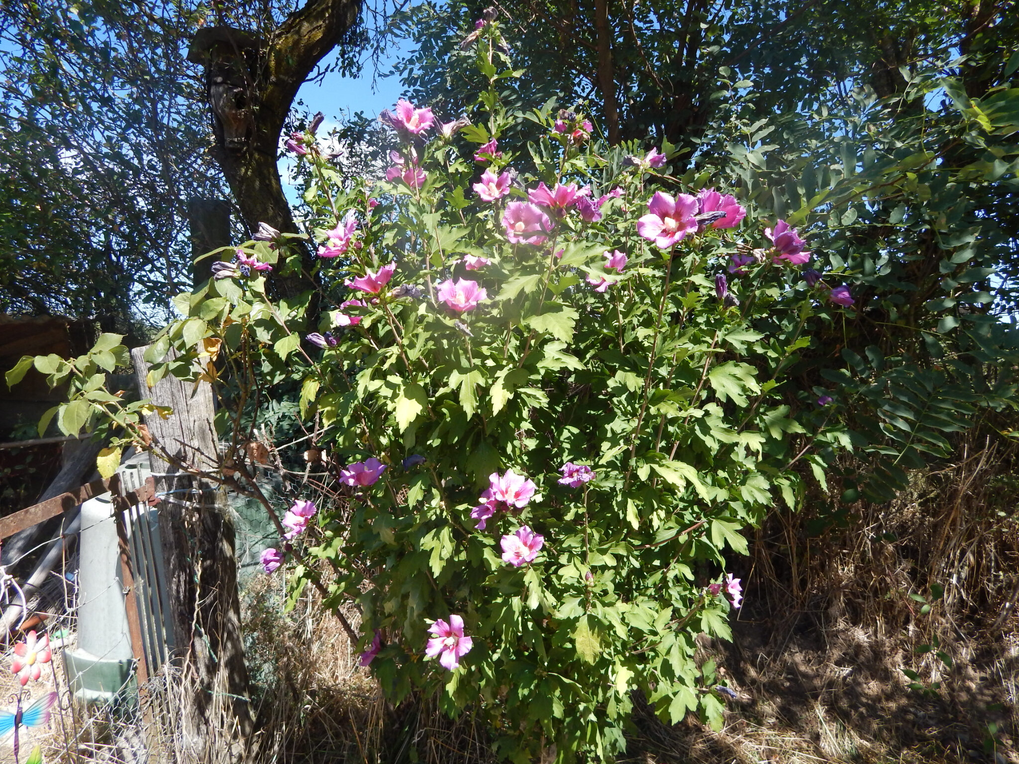 Petit Arbuste En Fleur Rose Et Violette La Ferme De La Plume